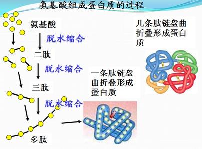 构成蛋白质的氨基酸 构成蛋白质的氨基酸 氨基酸是什么?先来了解其构成