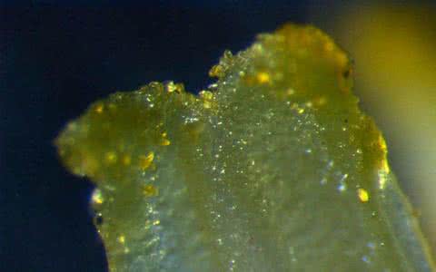 绿色植物生长过程 受精过程 绿色植物的受精过程依次是①精子与卵细胞结合②花粉管进入子房③花粉管进入胚珠④花粉萌发出花粉管⑤花粉管