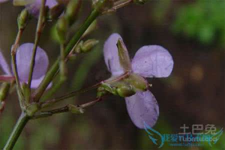 岩陀的功效与作用 鹿衔草的功效与作用