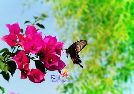 你若花开 蝴蝶自来 花若盛开,蝴蝶自来。 你若花开蝴蝶自来