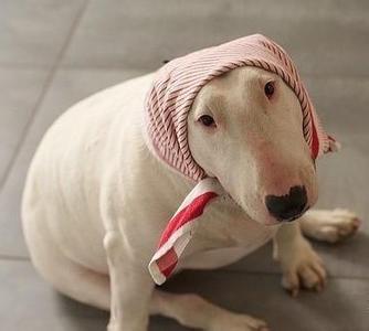 搞笑笑死人不偿命视频 这是一个严肃的、不偿命的视频