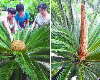 铁树开花 铁树开花 传说中的铁树开花到底是什么树？