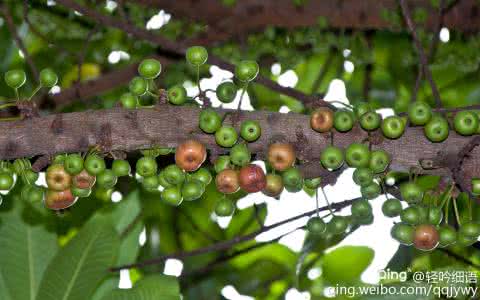 凤仙花茎的生长变化 茎生花的