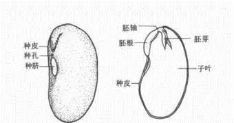 铁皮石斛种子图片 种子的种皮(图)
