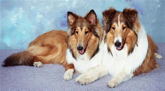 狗狗剪毛多少钱 给长狗狗解毛结有技巧