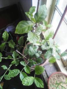 茉莉叶子发黄干枯 茉莉叶子发黄干枯 【茉莉叶子发黄怎么办】茉莉怎么养好