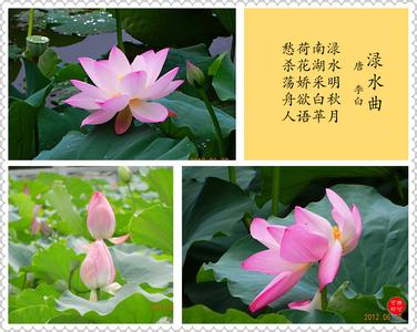 荷花 荷花【图文】