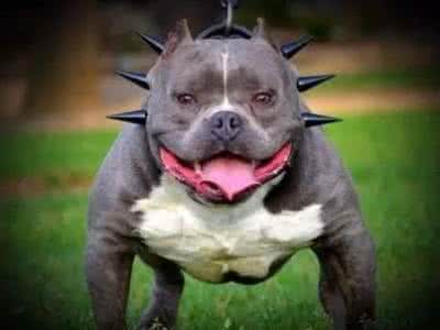 北京德国牧羊犬价格多少钱买 犬