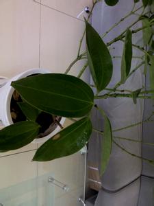 室内观叶植物常用的有 室内观叶植物 室内观叶植物的管理办法