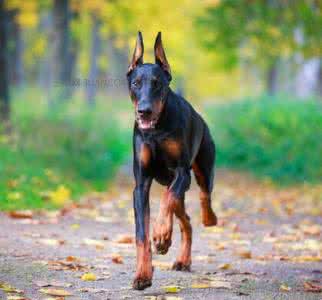 如何训练杜宾犬 如何辨别杜宾犬