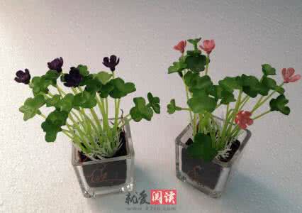 家居植物摆放宜忌 家居植物摆放宜忌 谈谈家居植物摆放宜忌有哪些
