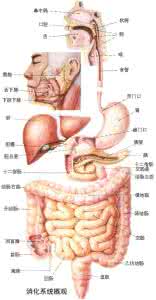 摩罗丹治十二指肠溃疡 治胃十二指肠溃疡