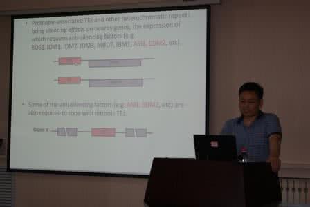 肾茶的功效与作用 神奇的肾茶,极强的生殖力引起美国科学院的高度重视!