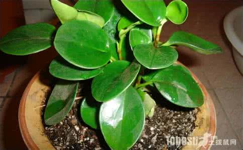 四季海棠图片养殖方法 碧玉的养殖方法,碧玉怎么养,碧玉图片