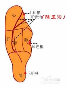 耳朵降压沟视频 耳穴降压沟