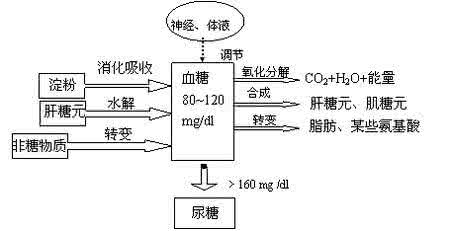 糖能转化成脂肪吗 糖能转化成脂肪吗？