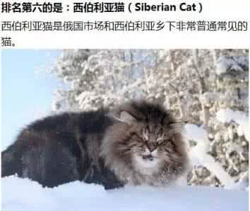 世界上最大的猫品种 世界上最大的9种猫,最后一种,简直了...