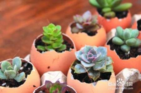 鸡蛋壳的妙用 鸡蛋壳的生活妙用