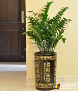 金钱树风水 金钱树风水 如何利用金钱树植物很好的改变家里的风水