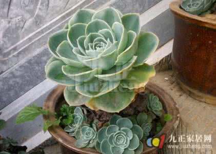 石莲花 石莲花 没想到一盆小小的石莲花，有治疗肝病和高血压的功效