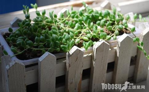 珍珠吊兰 繁殖 【园艺】珍珠吊兰怎么养 珍珠吊兰的繁殖方法