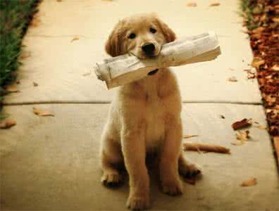 养狗需要注意什么 养狗你需要注意哪些？