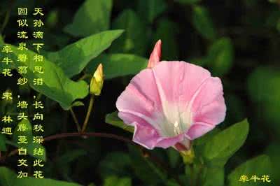 牵牛花的花语是什么 牵牛花花语及由来是什么？