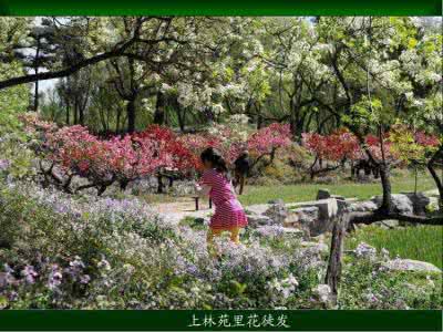 欣赏美景的诗句 且向花间留晚照（美诗美景欣赏）