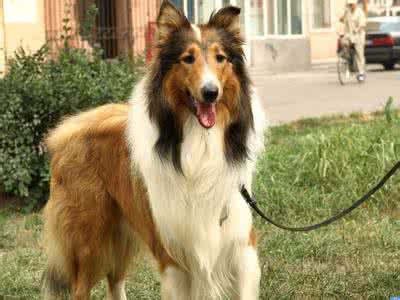苏格兰牧羊犬性格 苏格兰牧羊犬性格 【苏格兰牧羊犬性格】苏格兰牧羊犬性格如何