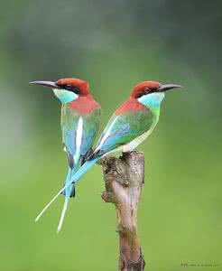 蜂虎鸟吃马蜂吗 蜂虎