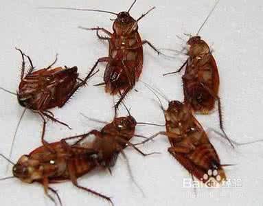 如何驱逐蟑螂 蟑螂怎样驱逐