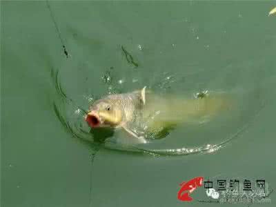 中原鲤钓鲤鱼怎样搭配 钓鲤技巧解析之让鲤鱼恋上你的饵