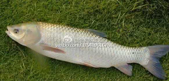 野钓草鱼饵料配方 野钓鲫鱼草鱼的自然饵料配方