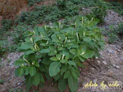 商陆科 商陆(Phytolacca acinosa),商陆科