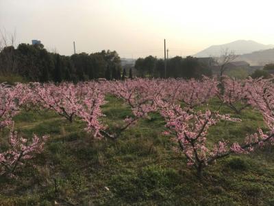 阳春三月桃花开 阳春三月桃花开 阳春三月，南宁桃花“十里”美艳！