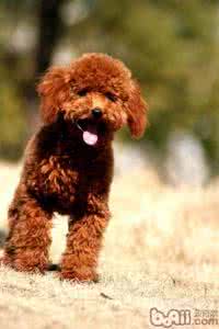 狗狗口腔出血 狗狗口腔出血 狗狗口腔出血怎么办？