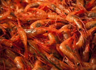 梦见虾 虾 梦见虾_虾