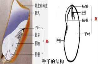 小麦种子萌发 胚根发育成 在小麦种子萌发过程中，发育成根的结构是（）A．胚芽B．子叶C．胚根D．胚乳