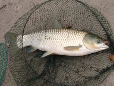 梦见大鱼 梦见大鱼 梦见鱼