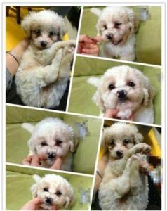 灵缇犬幼犬 【幼犬养育】小狗狗的”灵“食