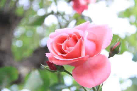 许鹤斌那些花儿吉他谱 花儿有爱，许你一双明眸！