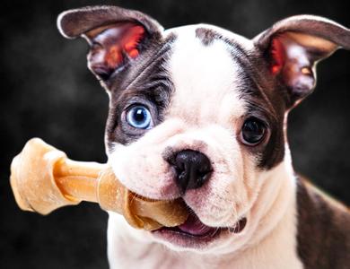 波士顿梗犬多少钱一只 波士顿犬 波士顿梗多少钱