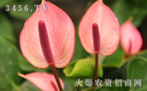 彩色马蹄莲怎么养 怎么栽培彩色马蹄莲