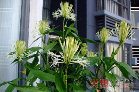 富贵竹会开花吗 富贵竹开花吗 富贵竹会开花吗？据说开花不易见