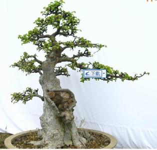 适合做树桩盆景的树种 （转载）阳台如何种活树桩盆景