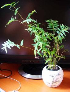 凤尾竹的养殖方法 凤尾竹的养殖方法：冬季需控制好水分和温度