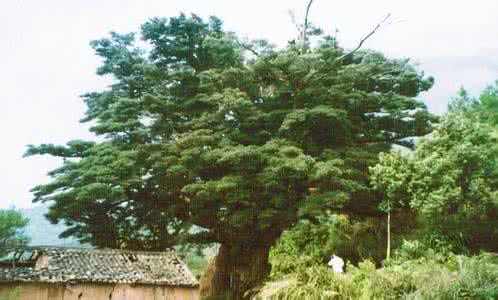 红豆杉科属 罗汉松属