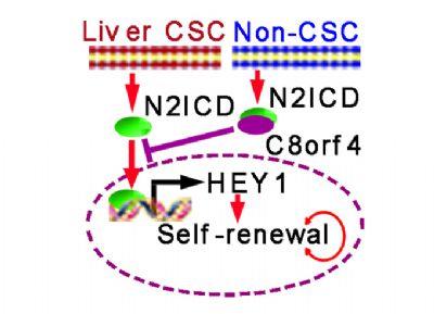 肝癌干细胞 科学家揭示肝癌干细胞自我更新的分子机制