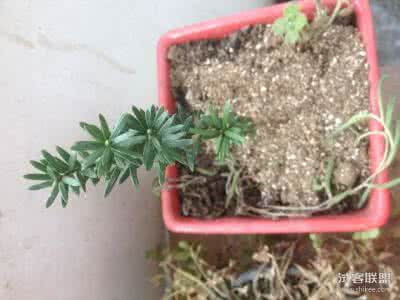 红豆杉叶子怎么泡水喝 红豆杉叶子怎么泡水喝 红豆杉可以泡水喝吗