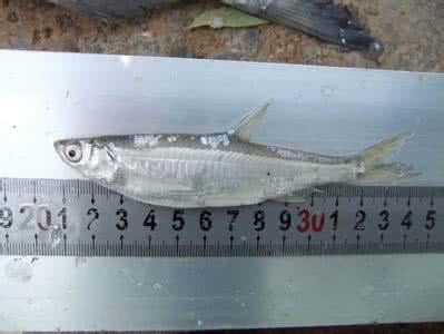 猫舌头上的倒刺 具倒刺的